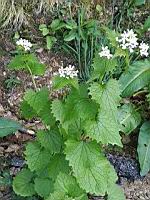 Alliaire officinale - Alliaria petiolata (2)